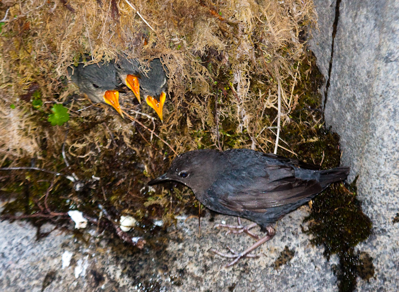 American Dipper Feeding Chicks